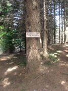 3.24.06 Dog Mountain 014 